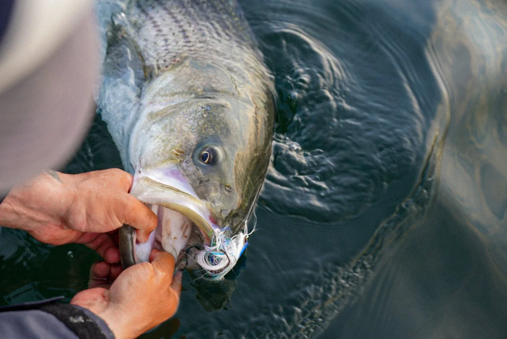A striped bass being released on a Maine flat